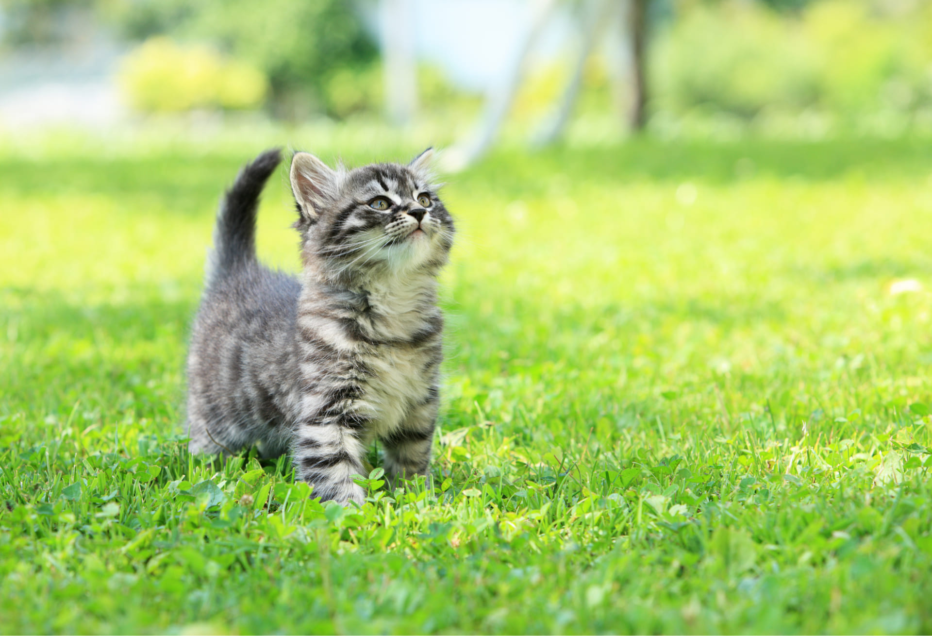 Acquistare un gattino: A cosa prestare attenzione?